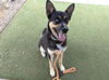adoptable Dog in  named COOPER