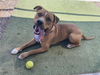 adoptable Dog in  named DONNIE