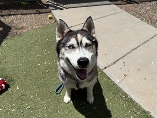 adoptable Dog in Phoenix, AZ named TIRAMISU