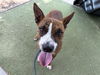 adoptable Dog in  named JELLY