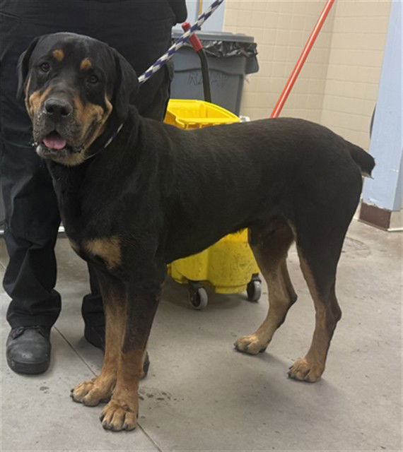 adoptable Dog in Phoenix, AZ named SOX