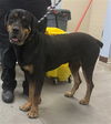 adoptable Dog in  named SOX