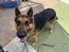 adoptable Dog in , AZ named STEVEN