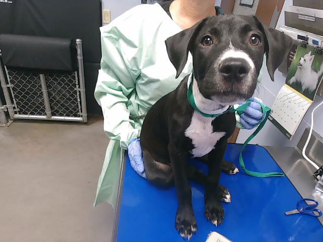 adoptable Dog in Phoenix, AZ named TINKERBELL