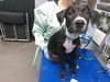 adoptable Dog in  named TINKERBELL