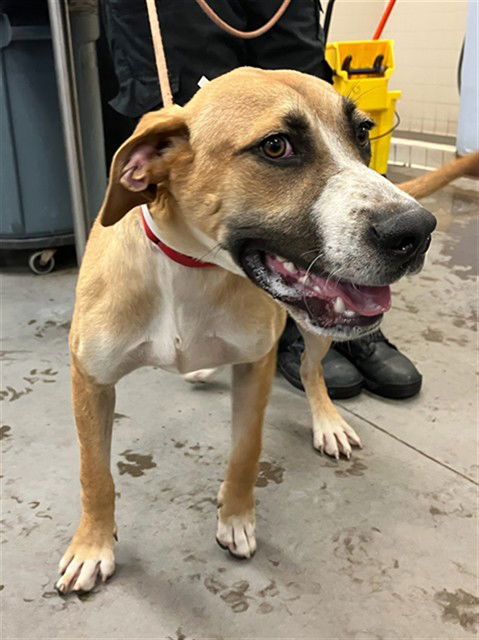 adoptable Dog in Phoenix, AZ named FALCON