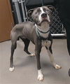 adoptable Dog in  named SLATE