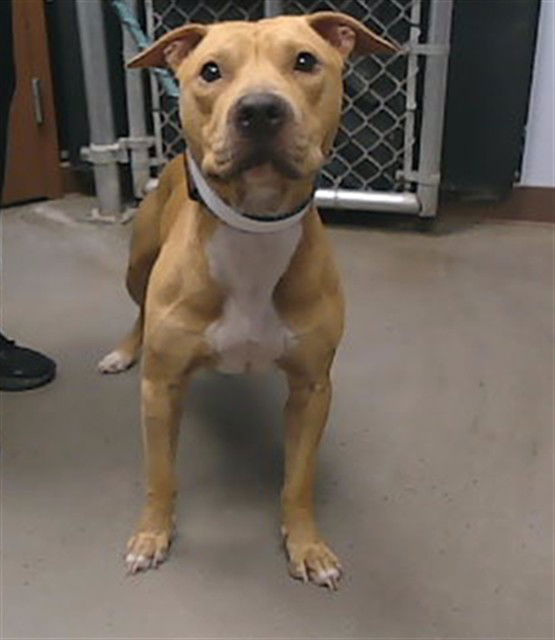 adoptable Dog in Phoenix, AZ named RUSS