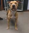 adoptable Dog in  named RUSS