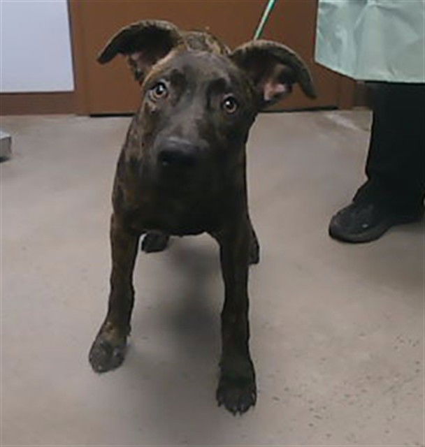 adoptable Dog in Phoenix, AZ named OLLIE