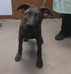adoptable Dog in  named OLLIE