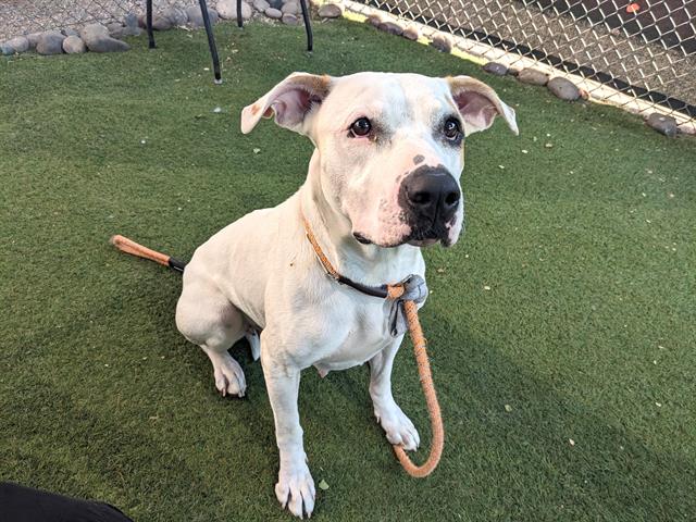 adoptable Dog in Phoenix, AZ named STELLA