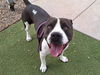 adoptable Dog in  named PHILLY