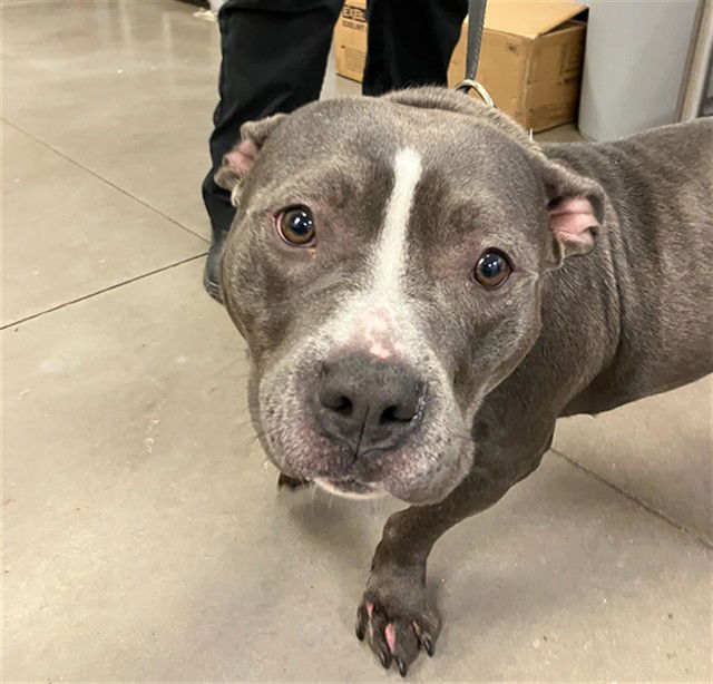 adoptable Dog in Phoenix, AZ named PENNY