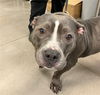 adoptable Dog in  named PENNY