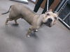 adoptable Dog in  named FIONA