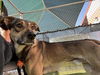 adoptable Dog in  named EASTWOOD