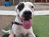 adoptable Dog in  named AMERICA