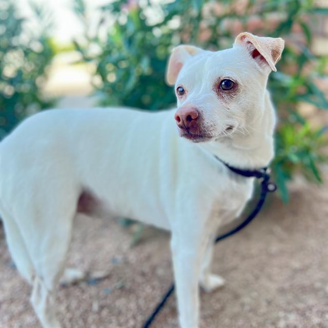 adoptable Dog in Phoenix, AZ named DELL