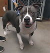 adoptable Dog in , AZ named LOWRIDER