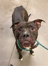 adoptable Dog in  named DODGE