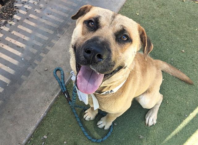 adoptable Dog in Phoenix, AZ named WALLACE