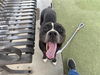 adoptable Dog in  named CARLOS