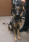 adoptable Dog in , AZ named FRUIT BAT