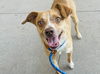 adoptable Dog in  named RIPPLE