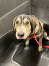 adoptable Dog in  named LIL GRAVY