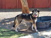 adoptable Dog in  named LIL GRAVY