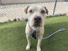 adoptable Dog in  named MR BUGSY