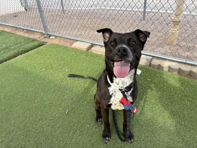 adoptable Dog in Phoenix, AZ named ALEXANDRA