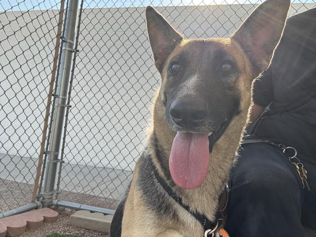 adoptable Dog in Phoenix, AZ named LEO
