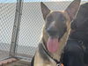 adoptable Dog in  named LEO