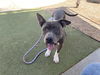 adoptable Dog in  named CHICA