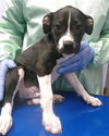 adoptable Dog in  named TEX