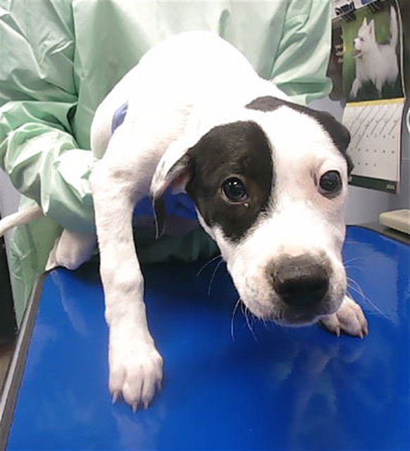 adoptable Dog in Phoenix, AZ named COLORADO