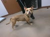 adoptable Dog in  named ALFRED
