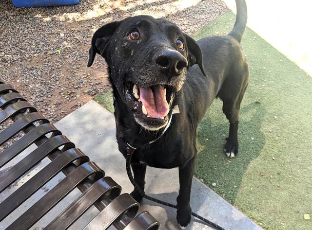 adoptable Dog in Phoenix, AZ named MOUSE