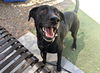 adoptable Dog in , AZ named MOUSE