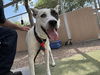 adoptable Dog in  named JACKSON