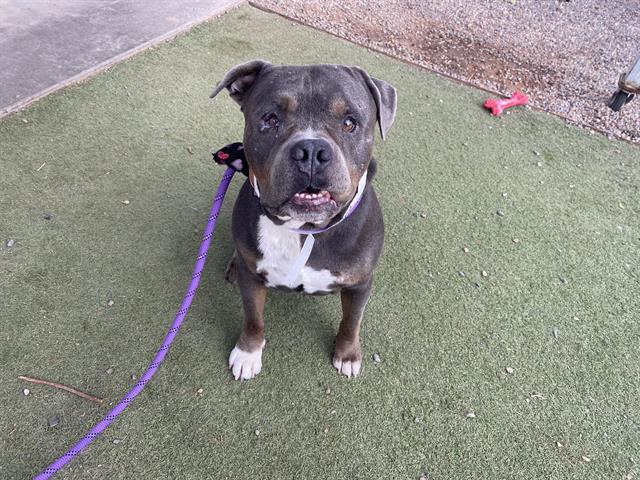 adoptable Dog in Phoenix, AZ named SPEEDY