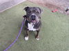 adoptable Dog in  named SPEEDY
