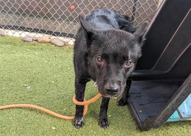 adoptable Dog in Phoenix, AZ named DEXTER