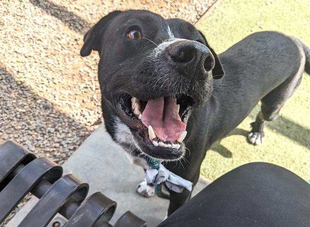 adoptable Dog in Phoenix, AZ named AVERY