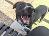 adoptable Dog in  named AVERY