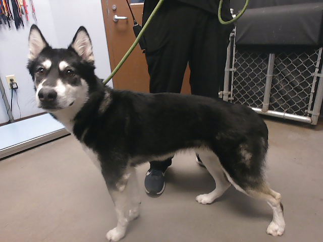 adoptable Dog in Phoenix, AZ named ROMEO