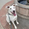 adoptable Dog in  named ELSA
