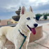 adoptable Dog in  named ICICLE